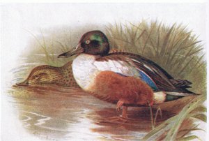 Slobeend